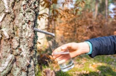 Quello che c’è da sapere su un rimedio detox per eccellenza, la linfa di betulla