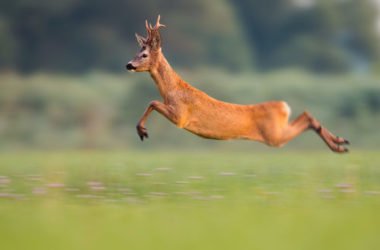Capriolo: caratteristiche e abitudini di questo ungulato