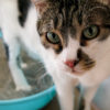 Tutti i segreti e le dritte giuste per abituare il gatto alla lettiera e a non sporcare in giro
