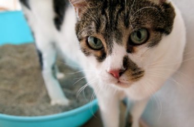 Tutti i segreti e le dritte giuste per abituare il gatto alla lettiera e a non sporcare in giro