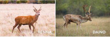 Scopriamo tutto sul daino, un mammifero simile al cervo, ma dalle caratteristiche macchie sui fianchi