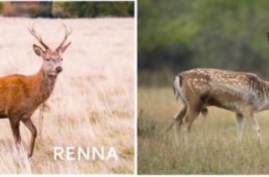 Scopriamo tutto sul daino, un mammifero simile al cervo, ma dalle caratteristiche macchie sui fianchi
