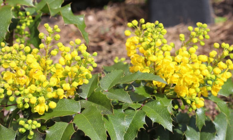 mahonia