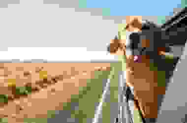 Il Golden Retriever è uno dei cani più popolari al mondo, amatissimo dai bambini e non solo