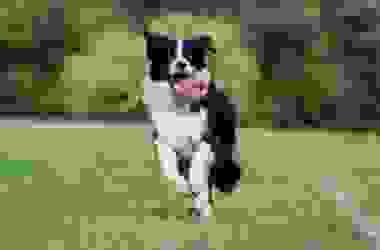 Tutto sul Border collie