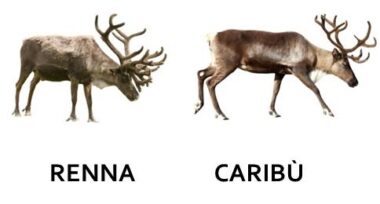Tutto sulla renna, un animale a rischio di estinzione noto soprattutto per trainare la slitta di Babbo Natale