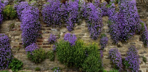 I segreti dell’Aubrezia (o Aubretia), pianta tappezzante ideale per muretti e giardini rocciosi