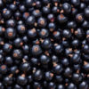 Alla scoperta del ribes nero, una bacca dai molteplici impieghi alimentari, terapeutici e cosmetici