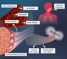 Dopo l’allenamento intenso, si accumula l’acido lattico, che provoca dolore muscolare