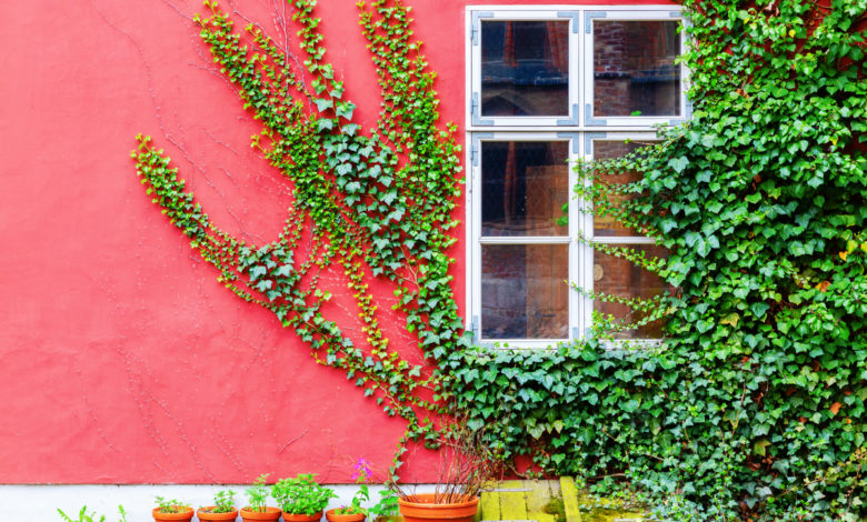 piante rampicanti