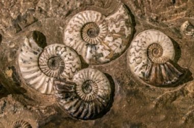 Breve guida a i fossili, per scoprire l’evoluzione della vita sulla Terra