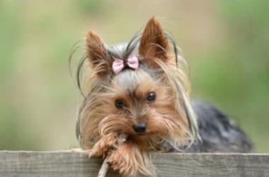 Tutto sullo Yorkshire Terrier