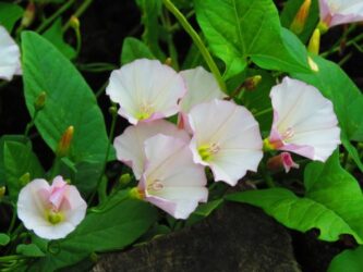 Bella di giorno o convolvolo: coltivazione e cura di questa pianta rampicante