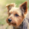 Tutto sullo Yorkshire Terrier, un piccolo cacciatore di roditori di gran compagnia