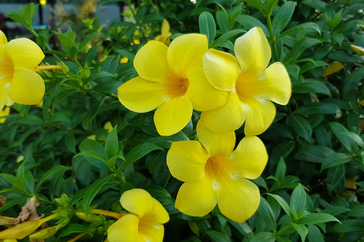 Dipladenia come coltivare e curare questa pianta rampicante