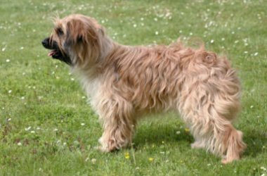 Tutto sul cane da pastore dei Pirenei, il cani da pastore più piccolo