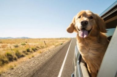 Il Golden Retriever è uno dei cani più popolari al mondo, amatissimo dai bambini e non solo
