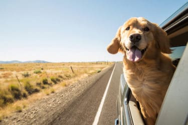Il Golden Retriever è uno dei cani più popolari al mondo, amatissimo dai bambini e non solo
