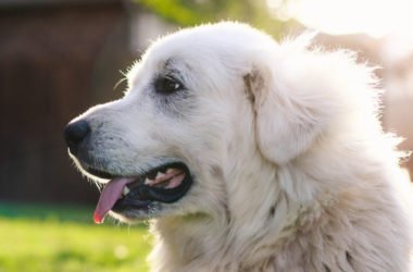 Tutto sul cane da pastore dei Pirenei o Berger des Pyrenées, uno dei cani da pastore più amati