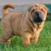 Sharpei, un cane molto speciale: tutto sull’aspetto, il carattere, i cuccioli e la cura