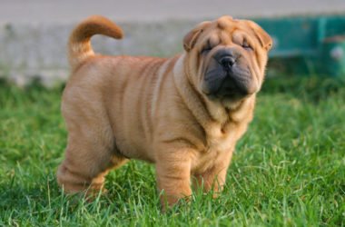 Sharpei, un cane molto speciale: tutto sull’aspetto, il carattere, i cuccioli e la cura