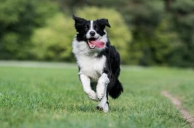 Tutto sul Border collie