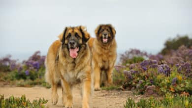 leonberger