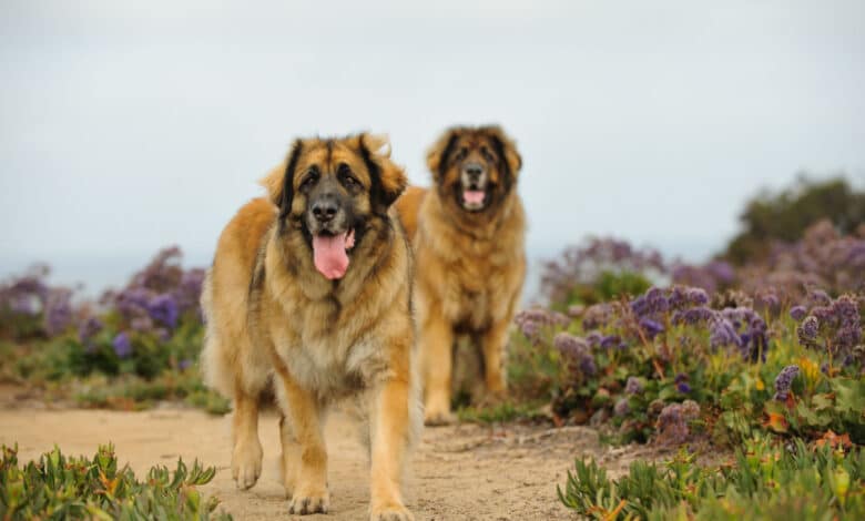 leonberger