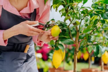 Le guide pratique pour réussir la culture d'un citronnier