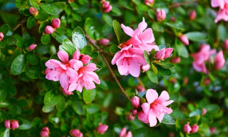 azalea