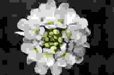 Iberis sempervirens pianta dai fiori delicati molto resistente al freddo