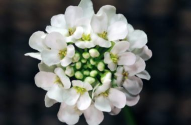 Iberis sempervirens pianta dai fiori delicati molto resistente al freddo