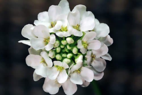 Iberis sempervirens pianta dai fiori delicati molto resistente al freddo