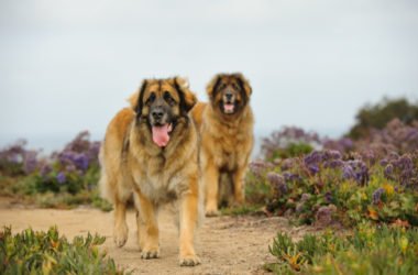 Tutto sul Leonberger: un gigante buono, calmo e docile come pochi altri cani