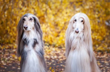 Levriero afgano: i segreti di un cane apprezzato per la sua bellezza elegante