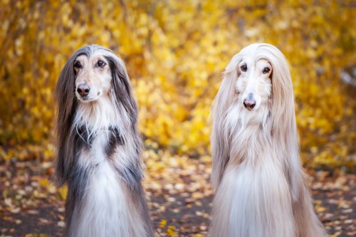 Levriero Afgano Aspetto Caratteristiche E Cura Di Questa Razza Di Cani