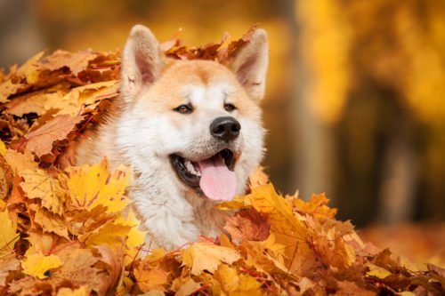 Scopriamo l’Akita Inu, una razza giapponese di cani fedeli, sensibili e intelligenti
