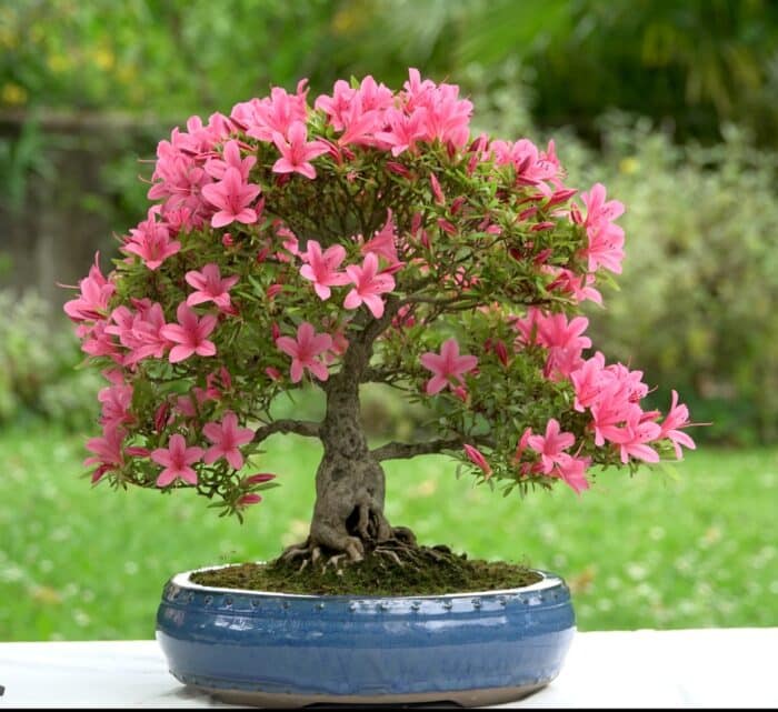 Azalea coltivata come un bonsai