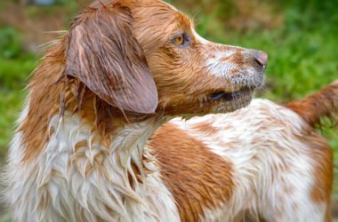 Tutto sull’Epagneul Breton, una razza di cani straordinariamente vivace e intelligente