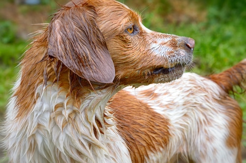 Tutto sull’Epagneul Breton, una razza di cani straordinariamente vivace e intelligente