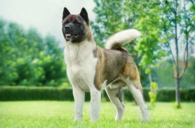Akita americano, carattere e addestramento di una magnifica razza