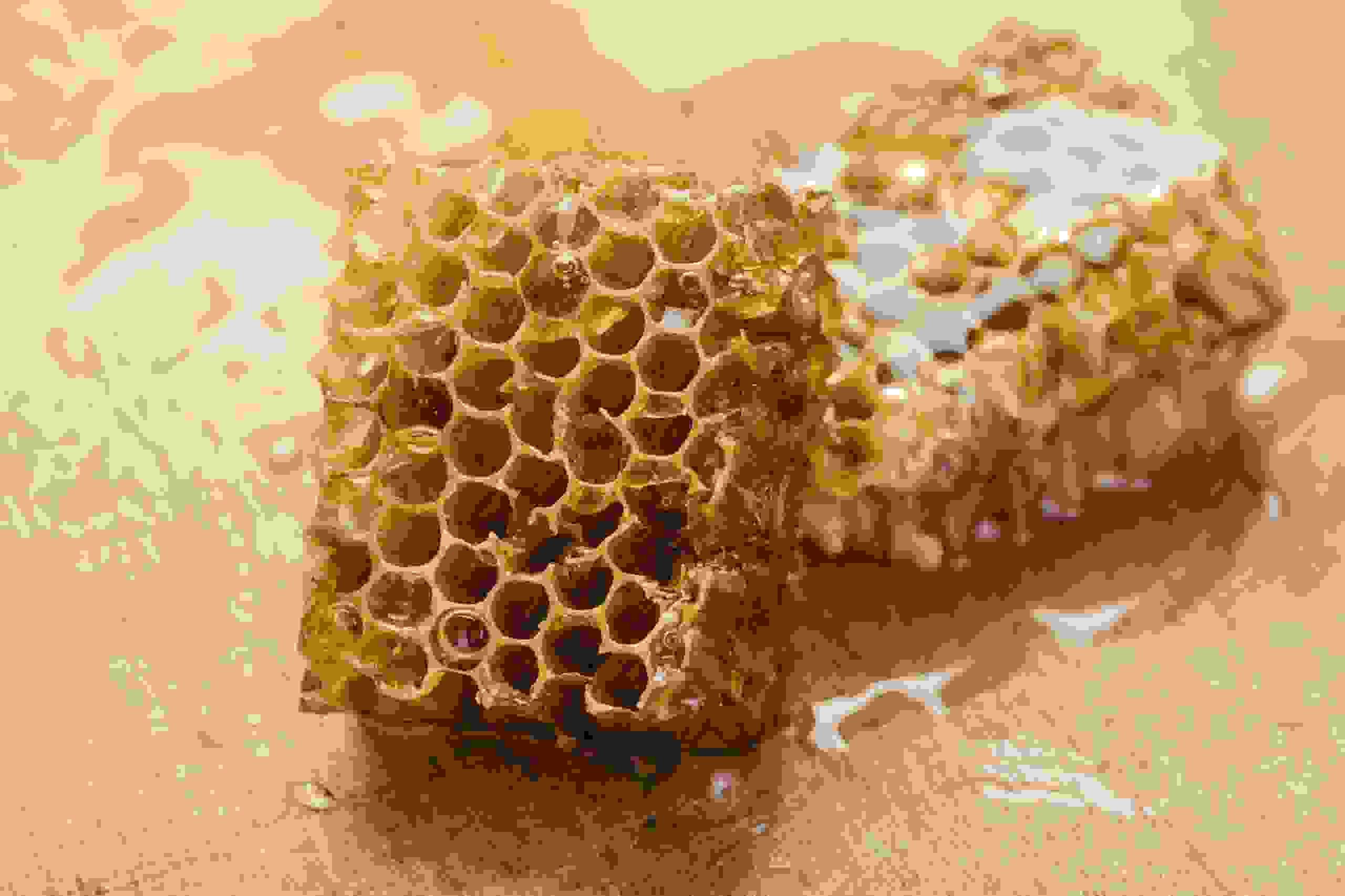 Beeswax Wrap Pellicola Di Cera D Api O Panno Cerato A Cosa Serve