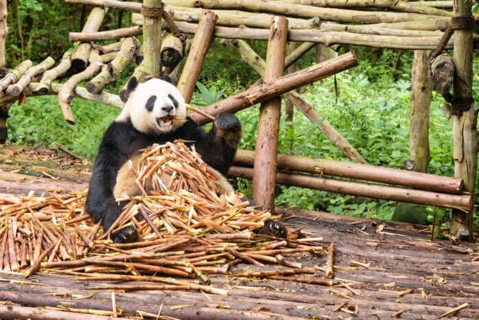 germogli di bambù