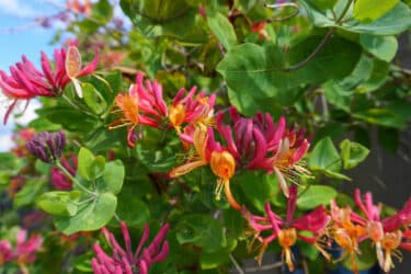 Tutto sul caprifoglio, una pianta nota per i suoi fiori belli e profumati
