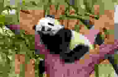 Tutto sul panda, l’animale simbolo del WWF e degli animali a rischio d’estinzione
