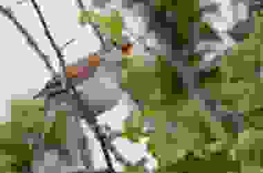 L’usignolo: chi è e come vive il piccolo uccello canterino