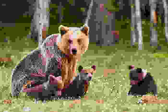 orso bruno