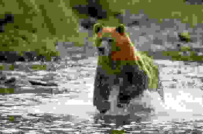 orso grizzly