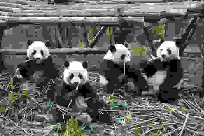 panda