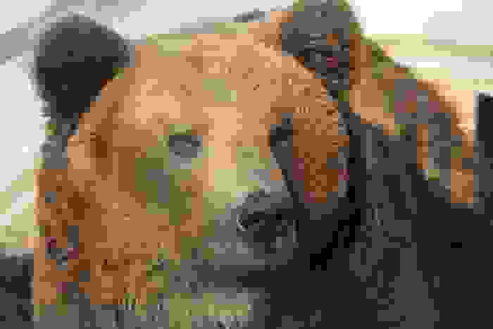 orso marsicano